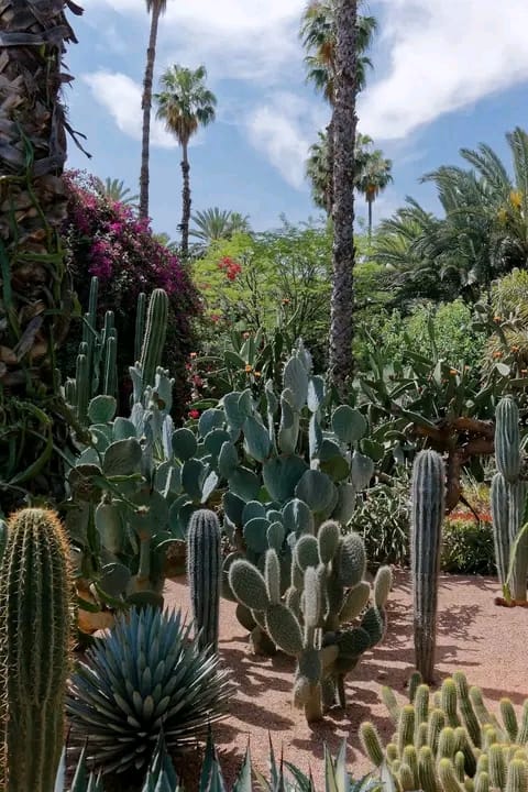 gardens.cactus-palm